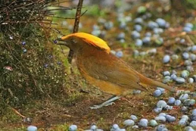 Uccello giardiniere di buon gusto