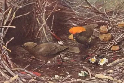 Uccello giardiniere striato