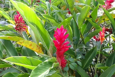 FLOWERS