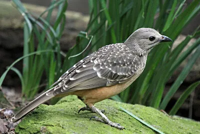 Uccello giardiniere petto fulvo