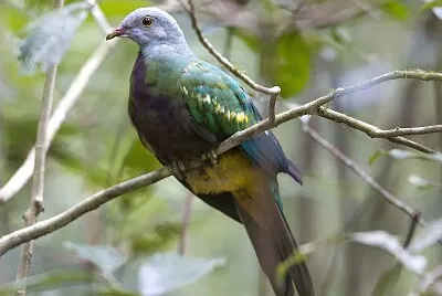 פאזל של Colomba frugivora magnifica