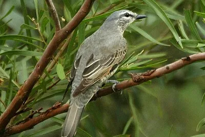 פאזל של Coracina cicala