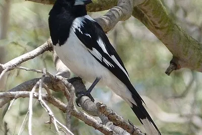 Uccello beccaio bianconero