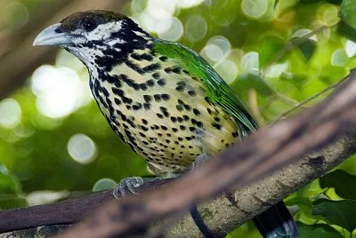 פאזל של Uccello gatto guancebianche