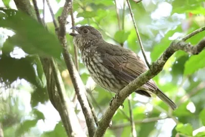 פאזל של Uccello gatto dentato