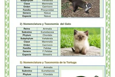 Arma el rompecabezas