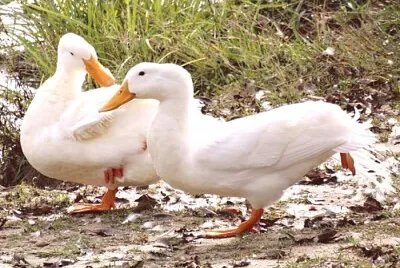pato