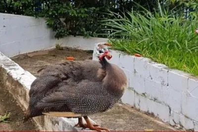 Quebra Cabeça Galinha d 'Angola