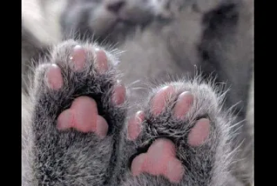 gato gris jigsaw puzzle