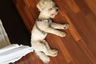 Mascotas