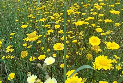 פאזל של FLOWERS