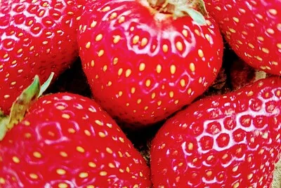 FRESAS