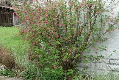 Chaumont arbre d 'ornement