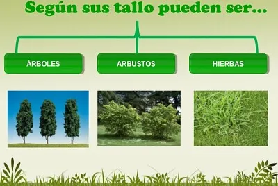 Plantas - clasificación