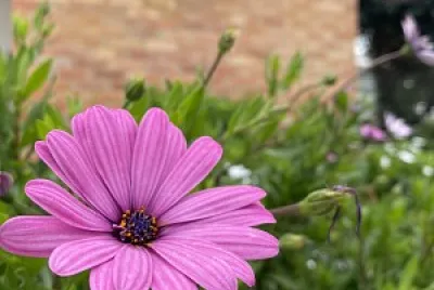 Naturaleza y Ciudad - Antejardines Tunja