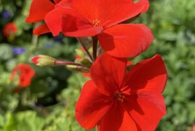 Naturaleza y Ciudad - Antejardines Tunja
