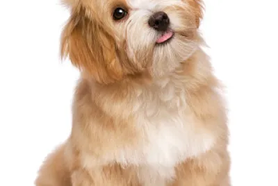 WHAT IS THIS ANIMAL?