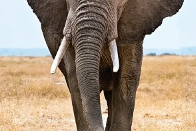 WHAT IS THIS ANIMAL?