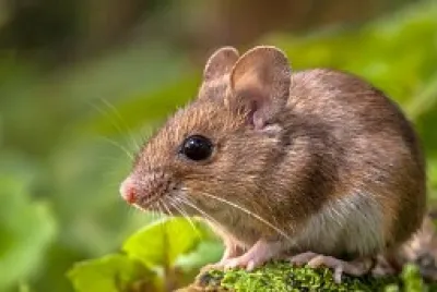 WHAT IS THIS ANIMAL? jigsaw puzzle
