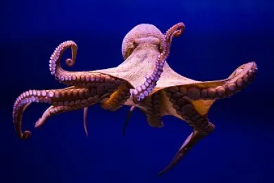 WHAT IS THIS ANIMAL?