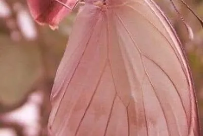 mariposa jigsaw puzzle