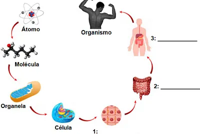 NIVEIS DE ORGANIZAÇÃO