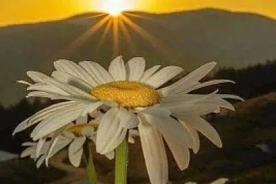 flor atardecer