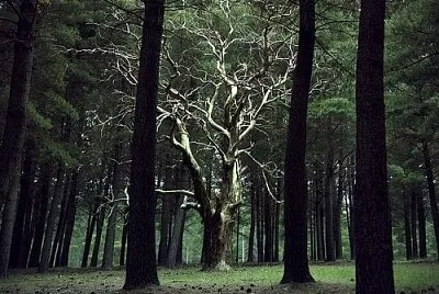 Pra saga e talz jigsaw puzzle