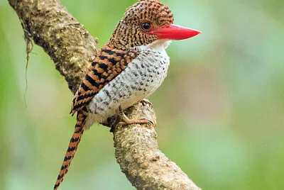 פאזל של Martin pescatore fasciato