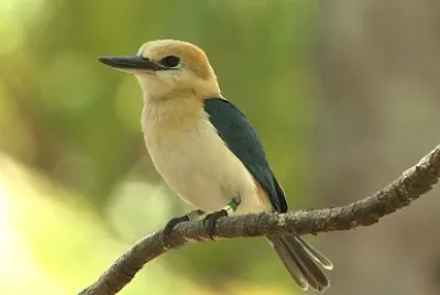 פאזל של Martin pescatore di Niau