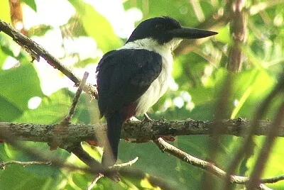 פאזל של Martin pescatore ultramarine