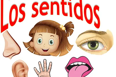 Los cinco sentidos