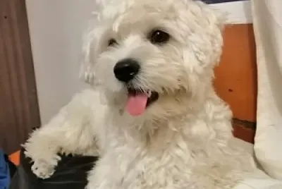 coco1