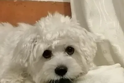 coco2
