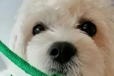coco3