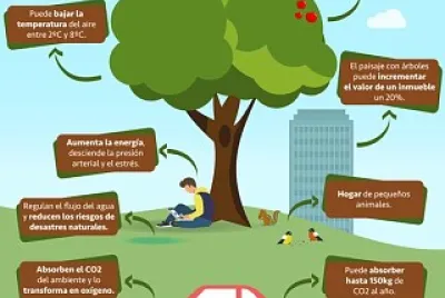bENEFICIOS DE PLANTAR UN ARBOL