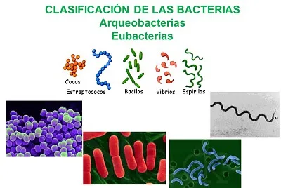 Arma el rompecabezas