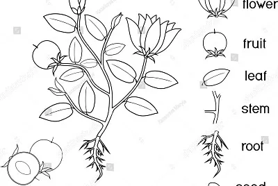 PLANTS