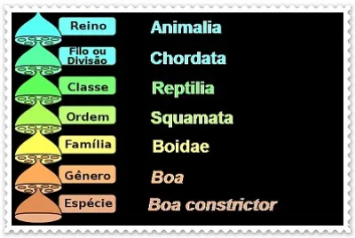 níveis de organização