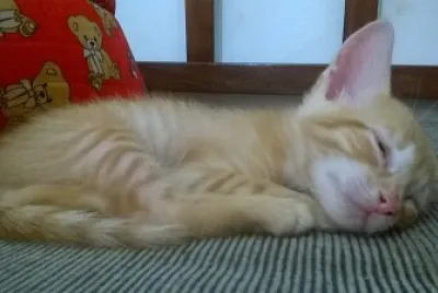Meu gato