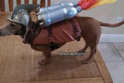 catiorinho