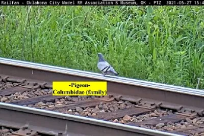  "Pigeon On The Rails "  OKC