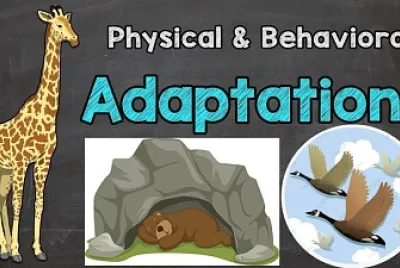 Animals adaptation
