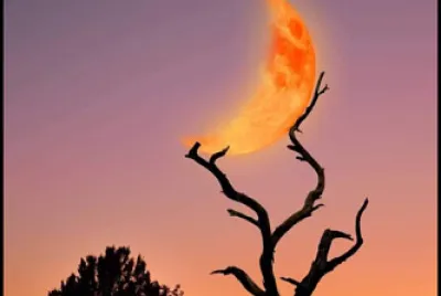 arbol