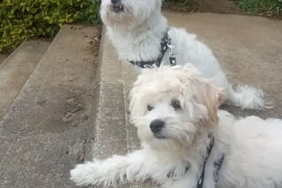 perritos