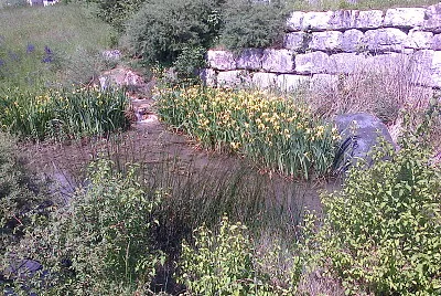 St-Blaise iris d 'eau