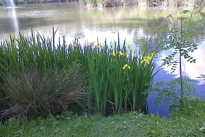 Colombier Iris d 'eau