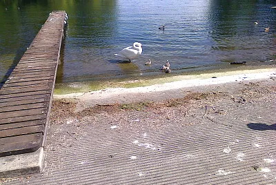Auvernier petits cygnes