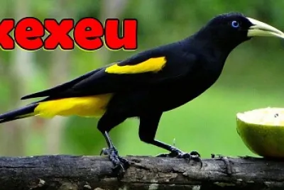 XEXEU AVE