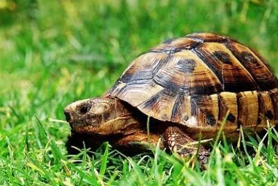 TORTUGUITA